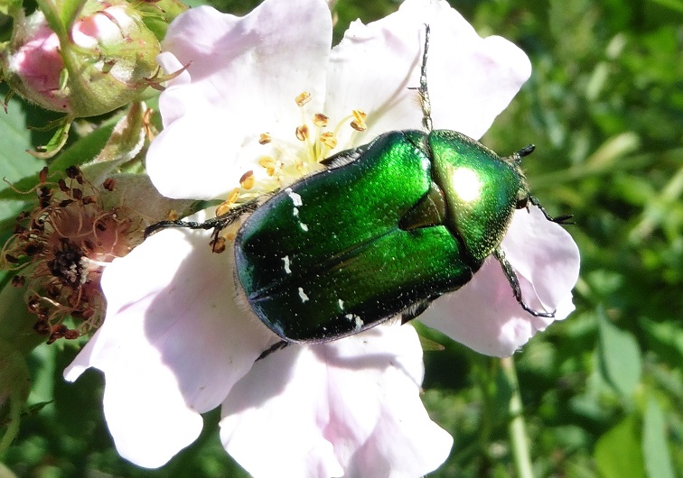 Cetonia aurata? S.